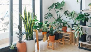 como as plantas protegem seu lar